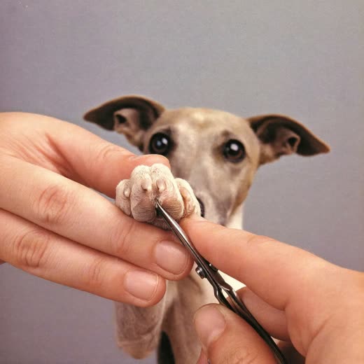 A dog's paw held for a nail trim