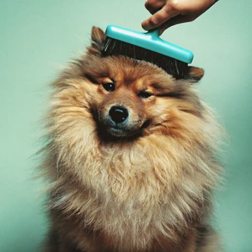 A brush drawn through a fluffy dog's coat